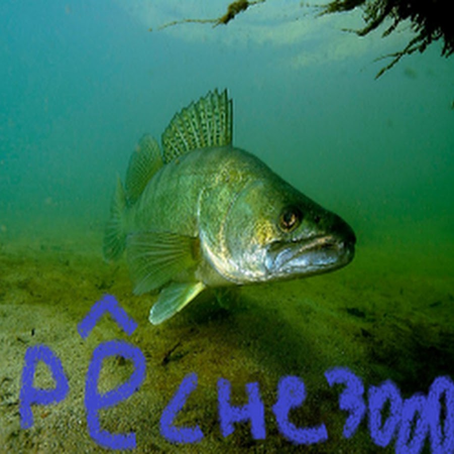 судак 1. рыбалка судака на троллинг. судак рыба щука. обыкновенный судак. рыбы хищники.