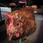 E17 Chickens YouTube Profile Photo