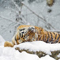 Lumi Tiikeri