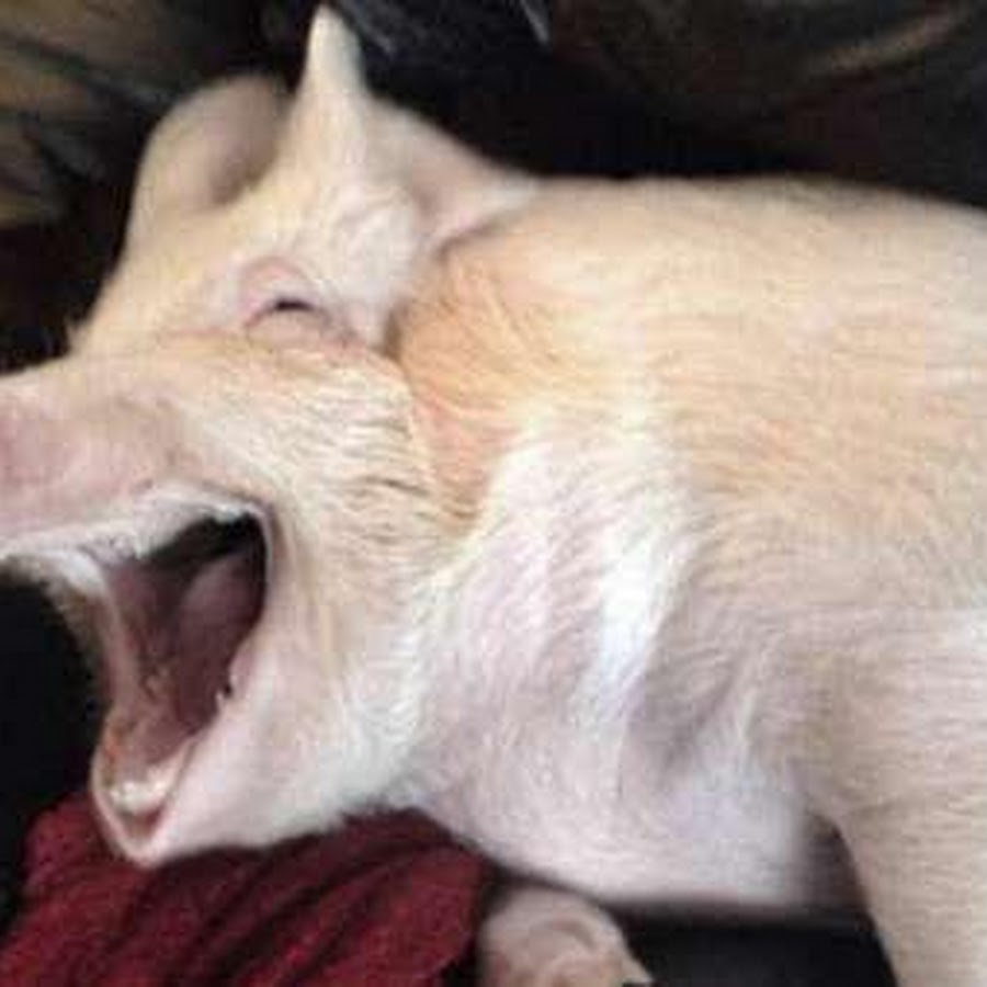 Свиньи кричащие