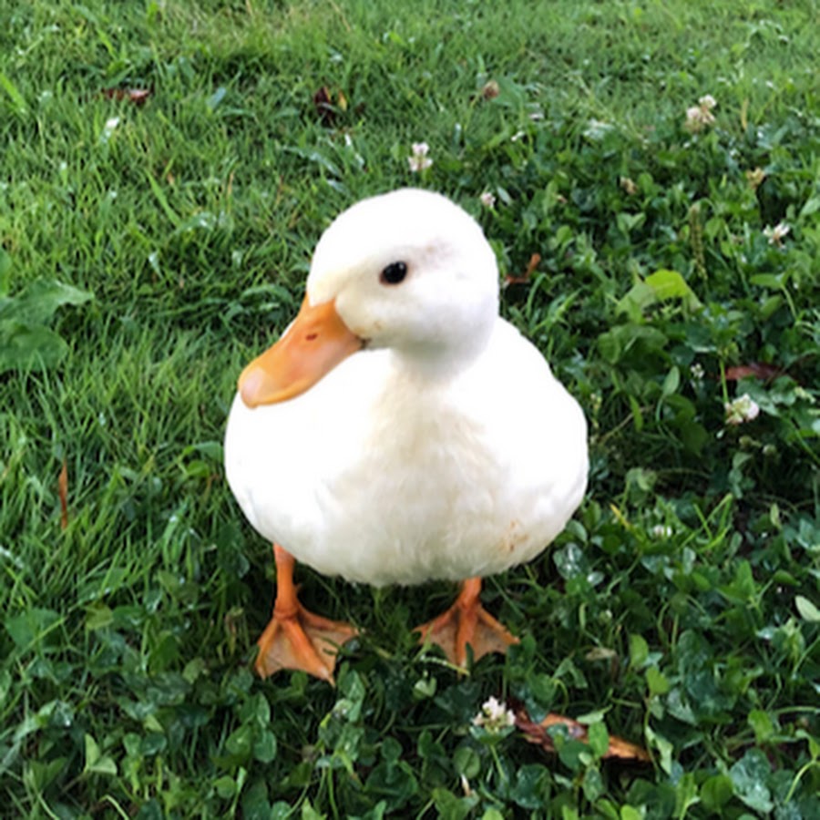 Kawaii Duck Tv 可愛いアヒル Youtube