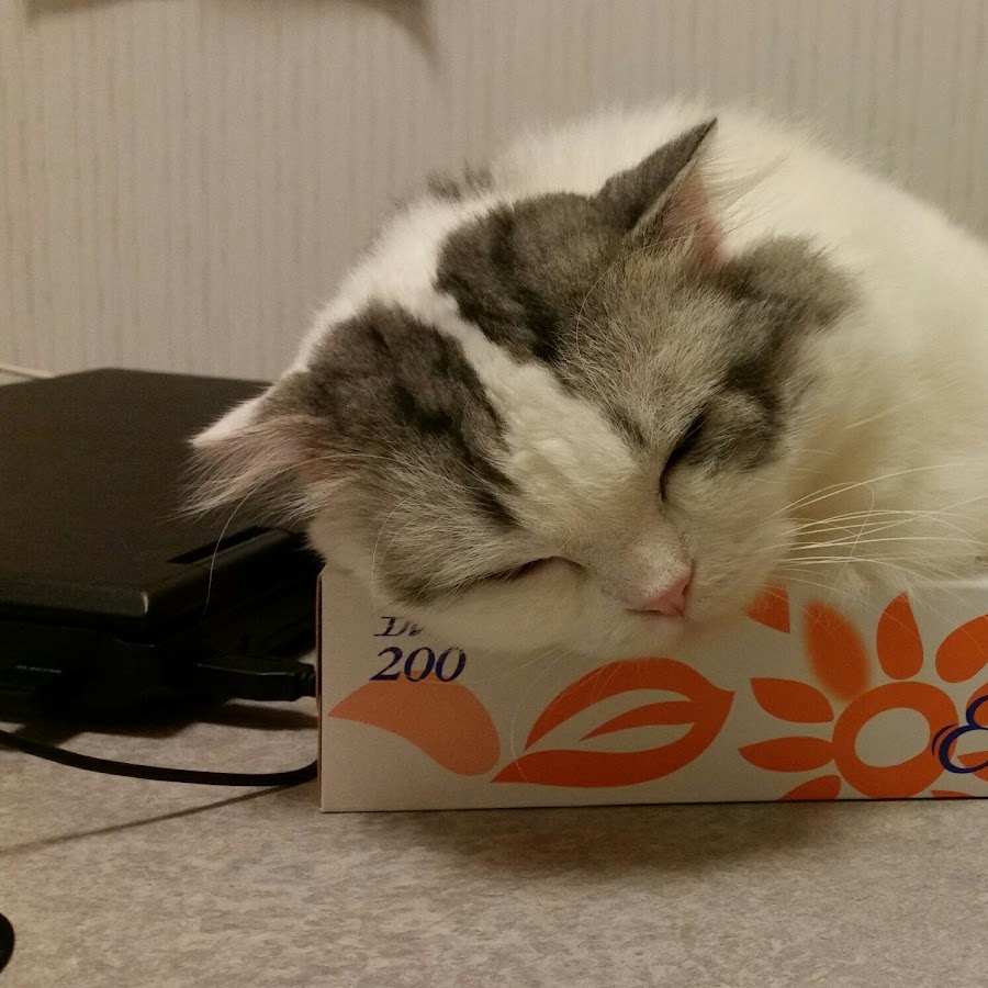 もちとらofficial Channel Youtube