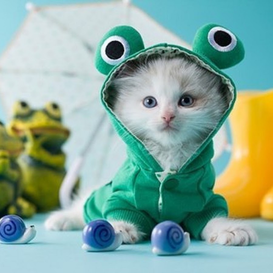 Картинки котиков милые в шапочке