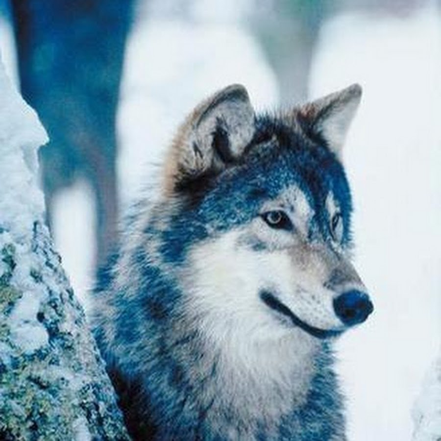 Картинки 210х185 пикселей