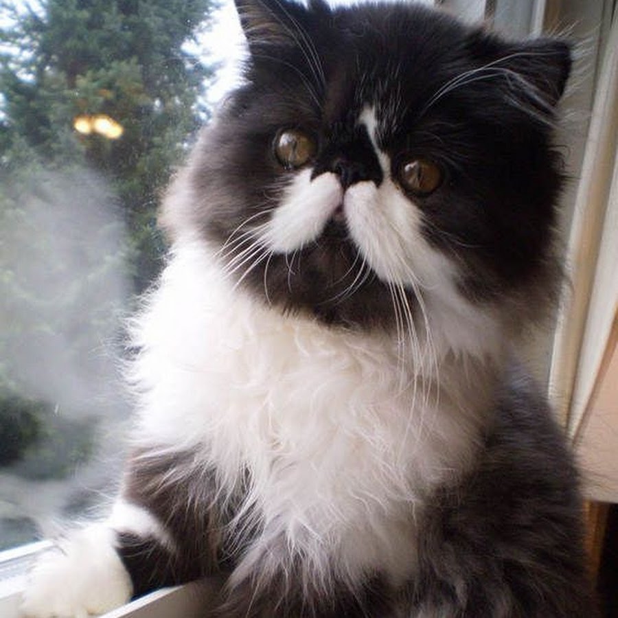 Кот с белыми усами