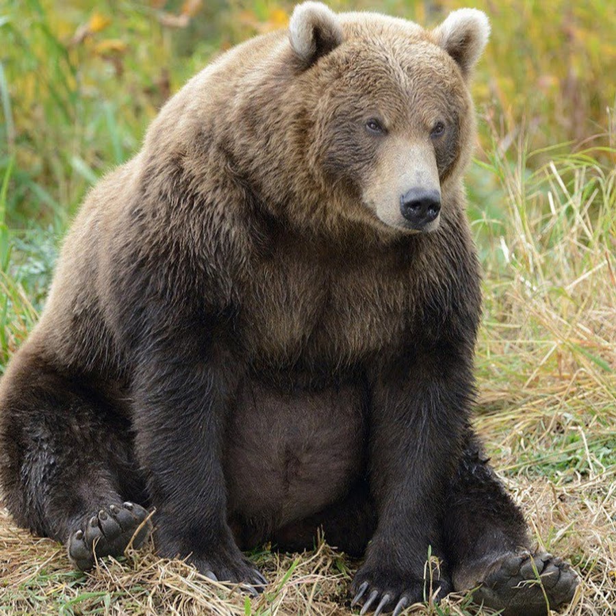 Восточносибирский бурый медведь. Бурый в е. Бурый медведь на урале. Бурый медведь. Бурый медведь (ursus arctos).