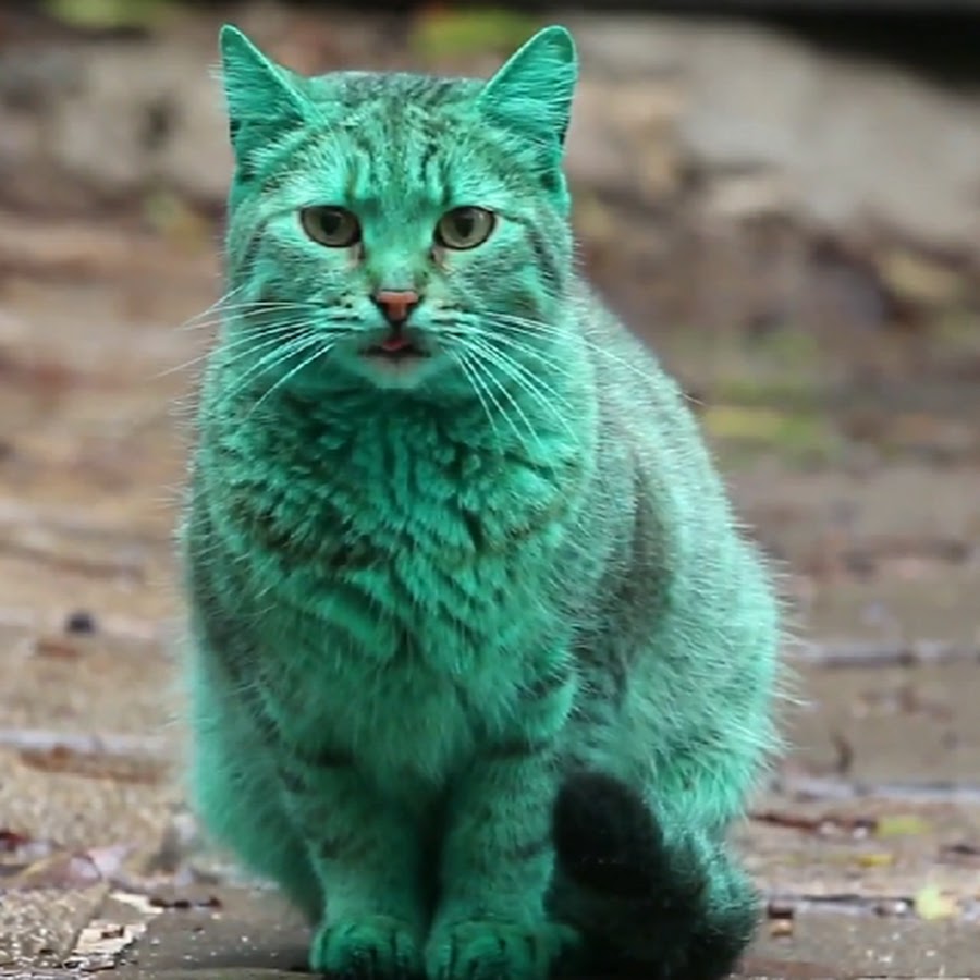 Зеленый кот Варна