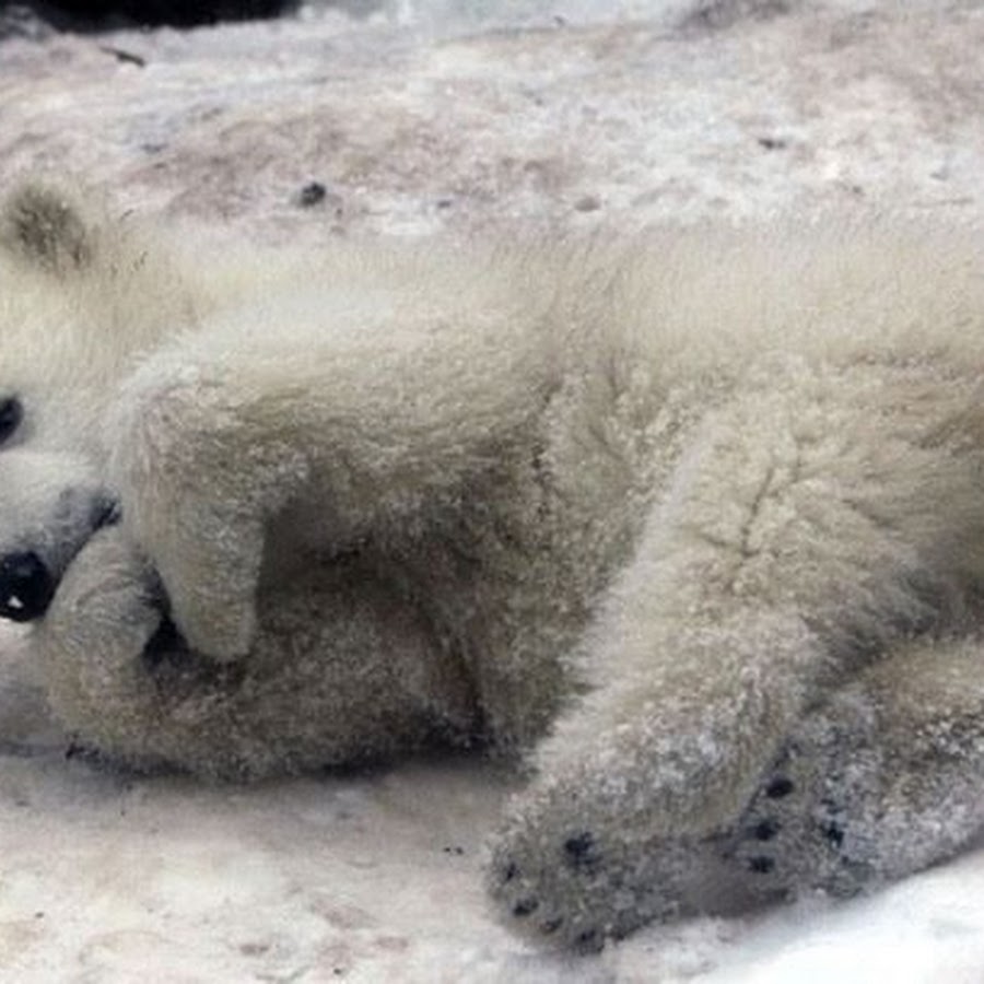 бурый медведь косолапый. милые медвежата. детеныш медведя. включи медвежонки. включи медвежонки.