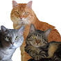 Cats Herd You YouTube Profile Photo