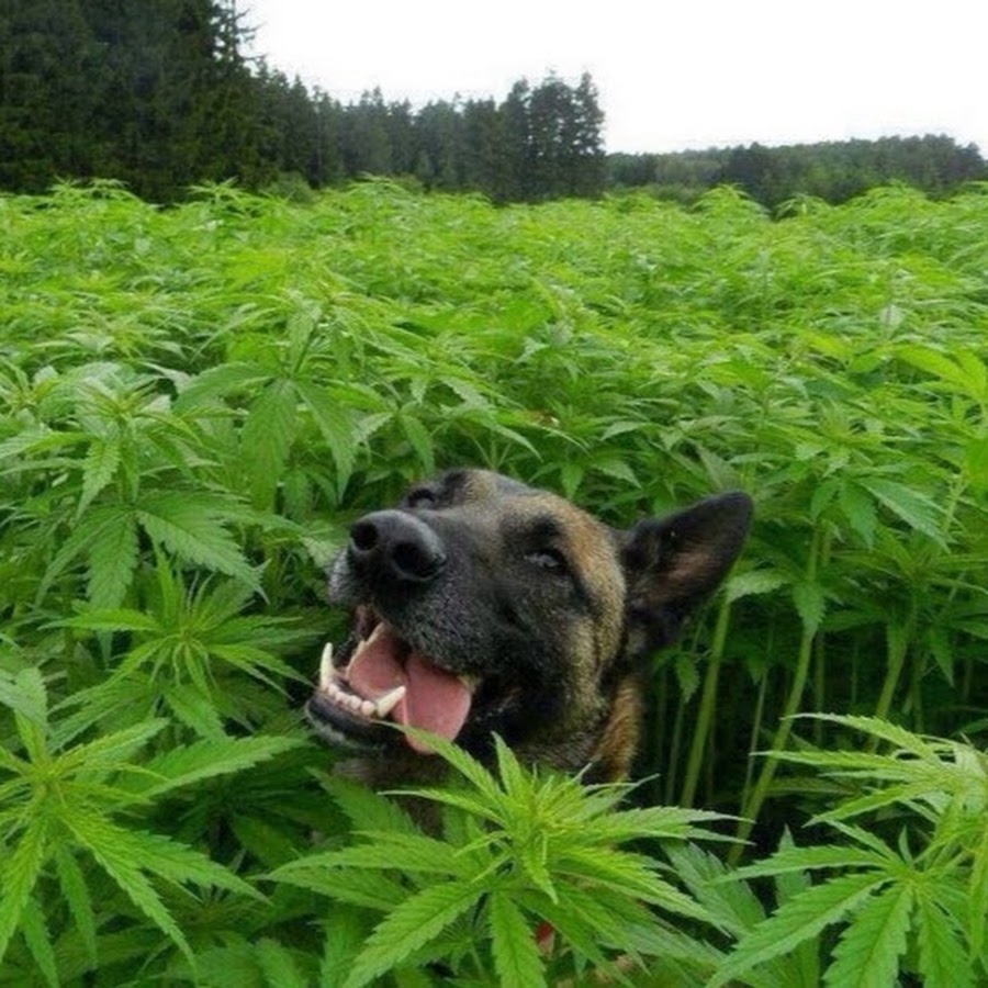 Итс эмейзинг. Cool слово. Its cool. Neon vines neon vines. Its cool.