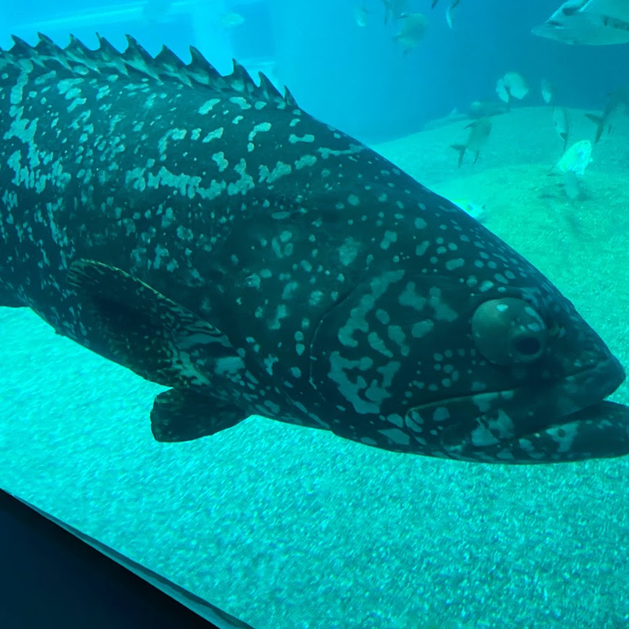 ノンノンノンたん Youtube