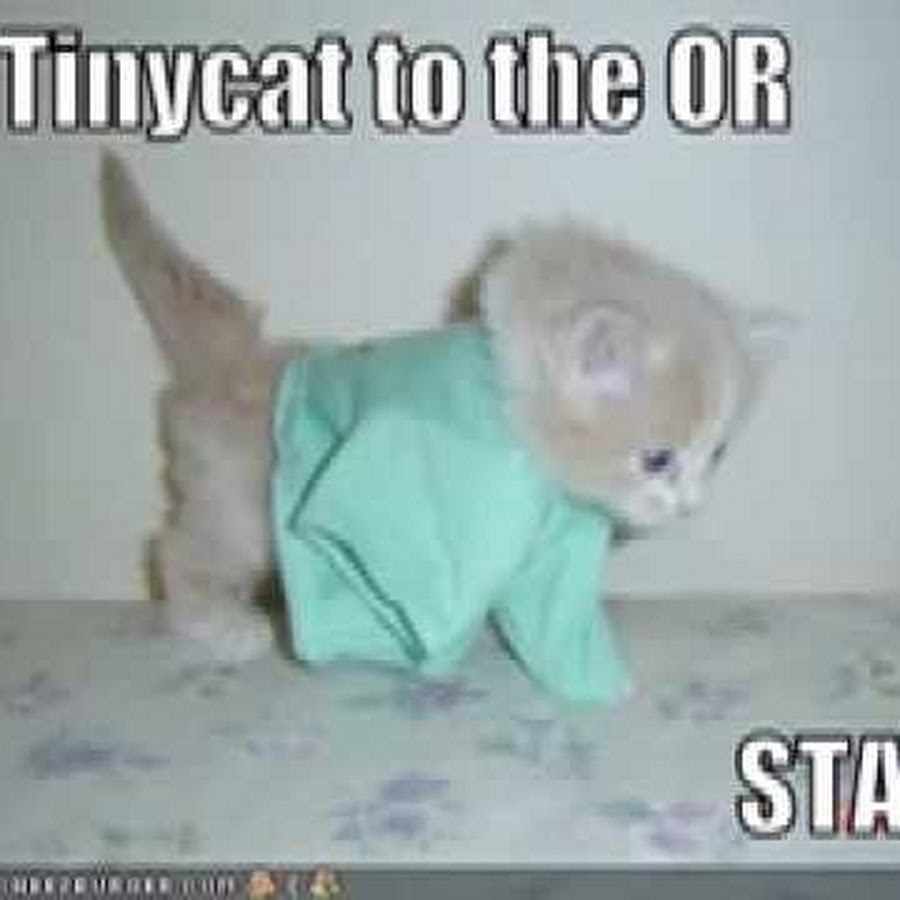 Tinycat video. Самый маленький котёнок в ладошке. Мем 2 стеснительных кота. Фон для презентации кошки. Маленький котёнок позирует на лапах.