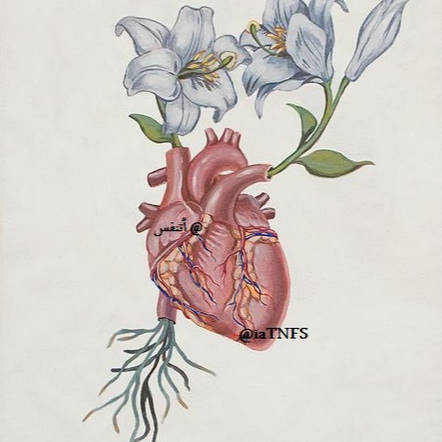 Анатомическое сердце арт