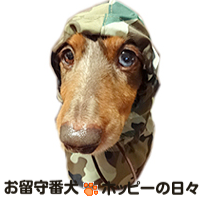 [最も人気のある！] 留守番 犬 ホッピー 785207-留守番犬ホッピー