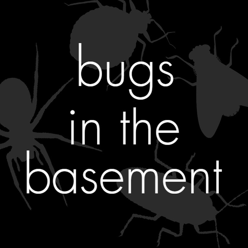 Bugs In The Basement