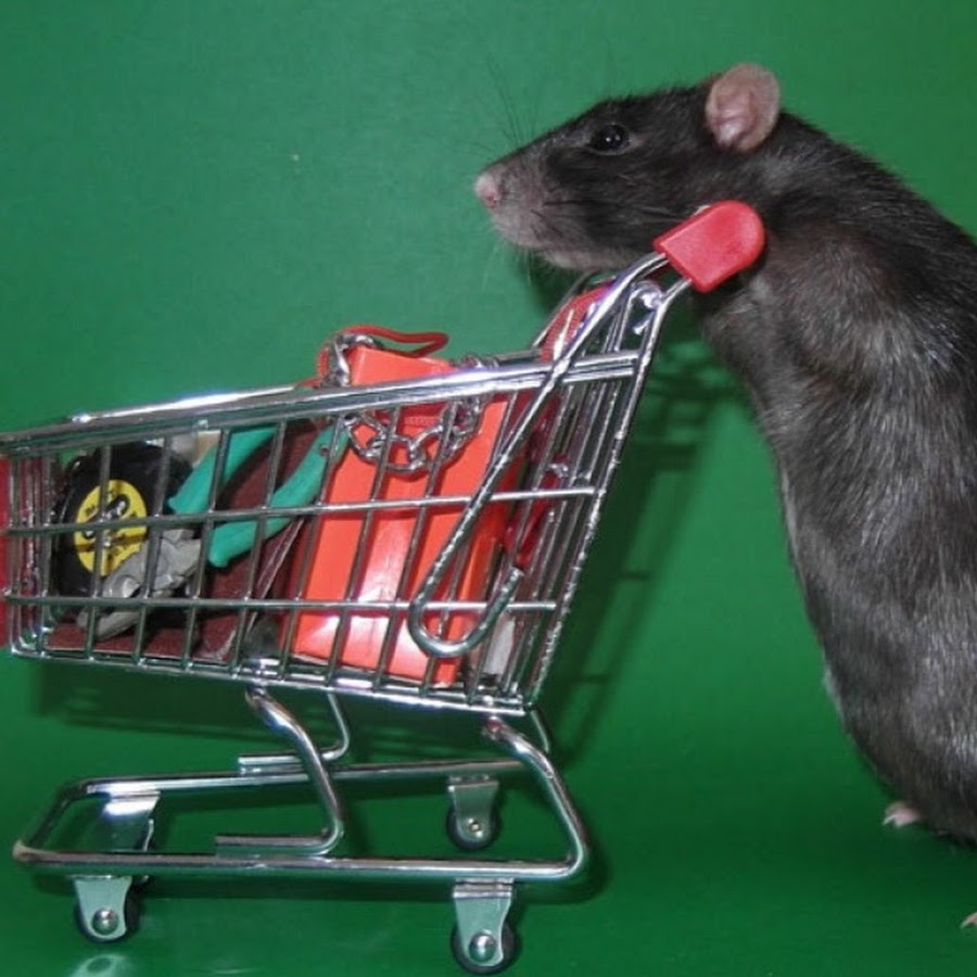 Активность мышей