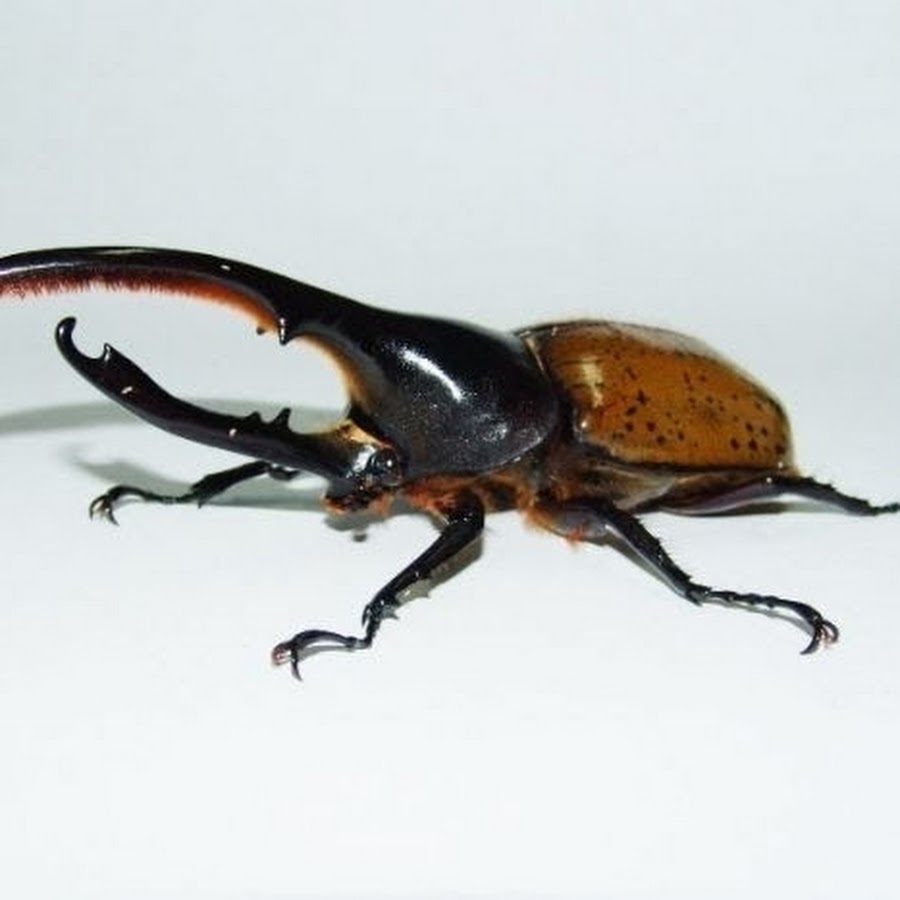 Жук геркулес стадии развития. Жук носорог геркулес. Жук геркулес исчезающий вид. Жук геркулес исчезающий вид. Жук геркулес.