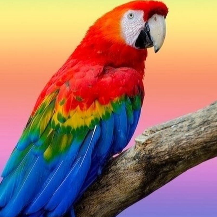 Разноцветное какаду. Попугай ара. Попугай Паррот. Маверик попугай порода. Какаду ара разноцветный попугай.