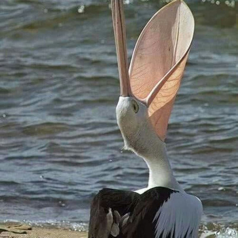Пеликан заглатывает пеликана