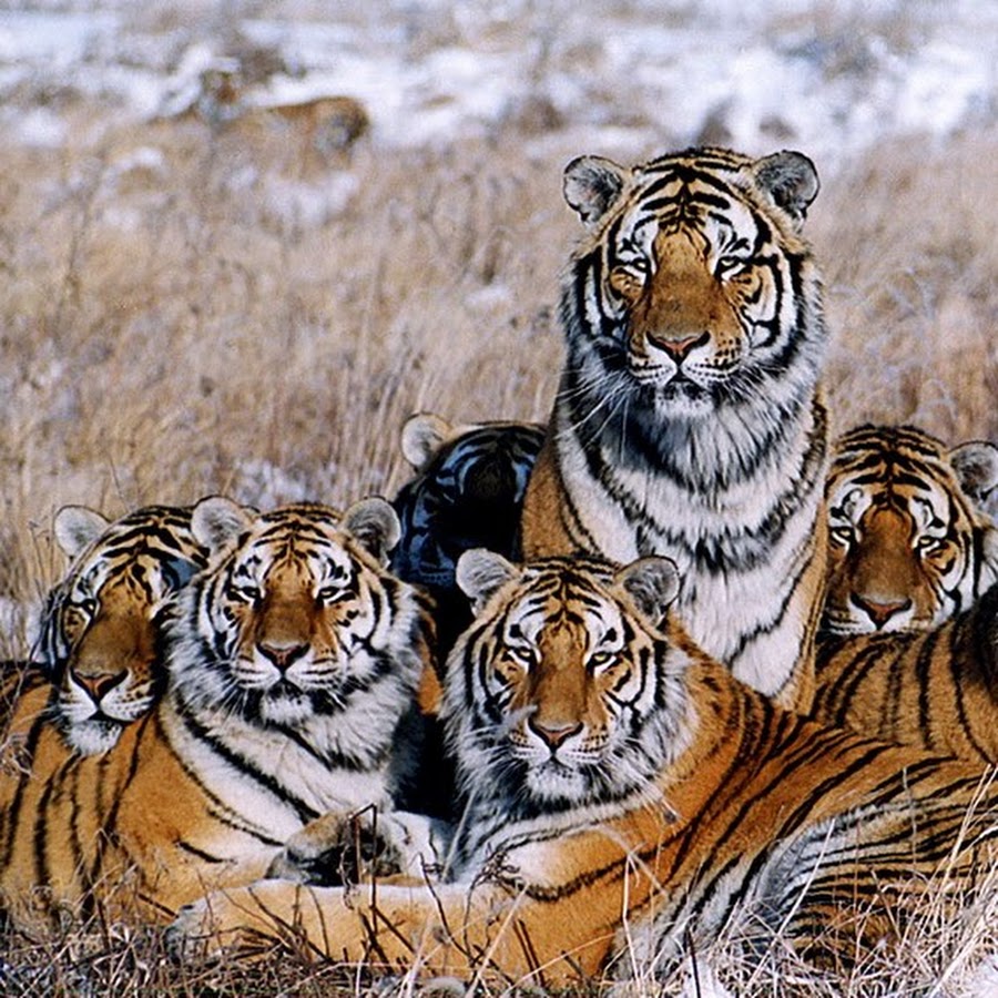 Four tigers