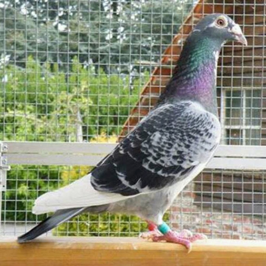 Спортивные голуби Арден. Спортивные голуби на дальние дистанции. Спортивные желтые голуби. Голуби спортивные Бельгия Ян Арден