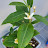 flowerlove -