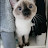 Siamese Mikko부산사는미코