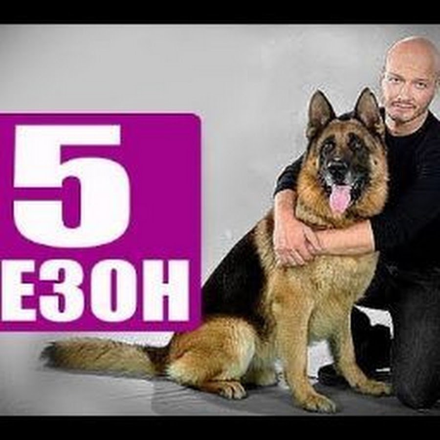 Dogs 5. Пёс 5. 5 Серий подряд пес. Пёс 4 индеец. Реклама пес 5.