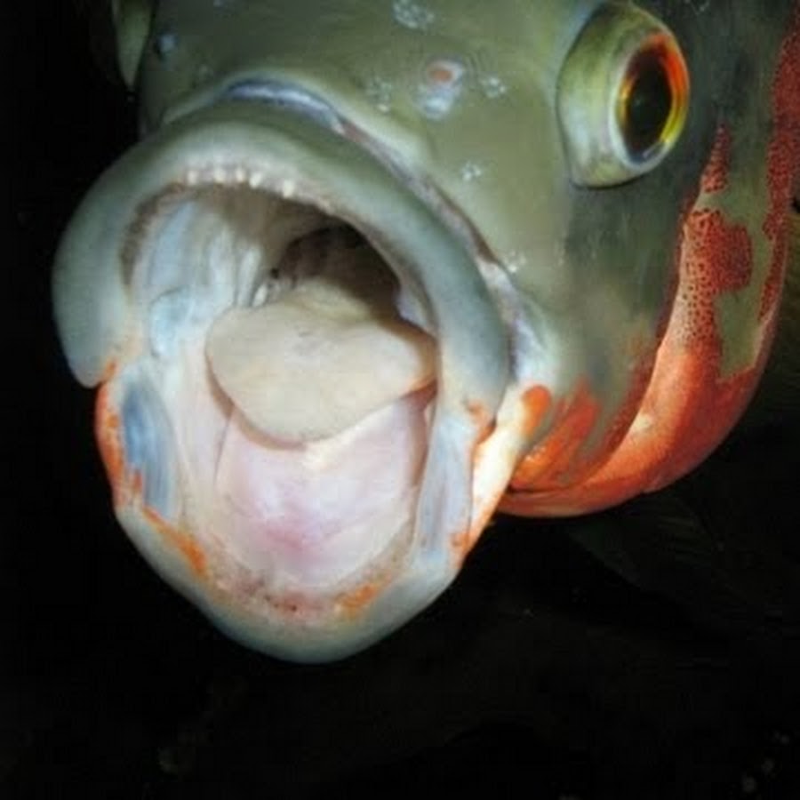 Какой рот у рыб. Астронотус зубы. Зубы рыба Астронотус. Астронотус цихлида зубы. Астронотус золотой.