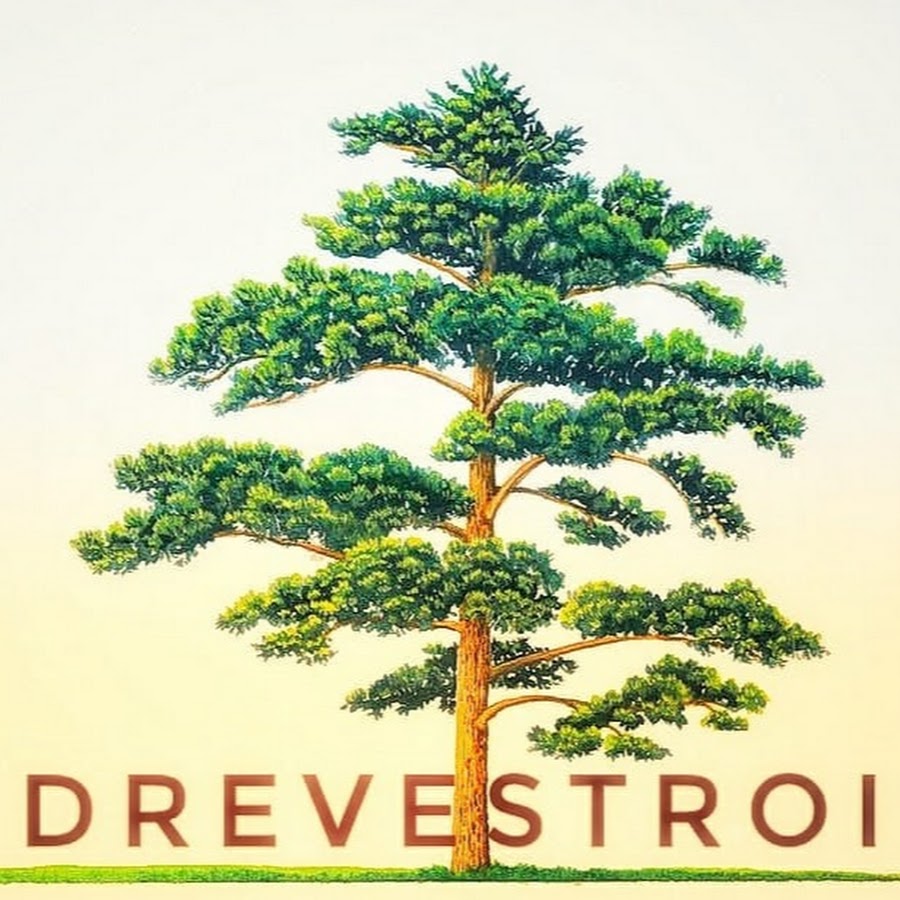 Сосны схематично. Сосна для детей. Сосна рисунок. Сосна дерево. Дерево сосна для дошкольников.