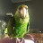 앵무새 여름이 Summer the parrot
