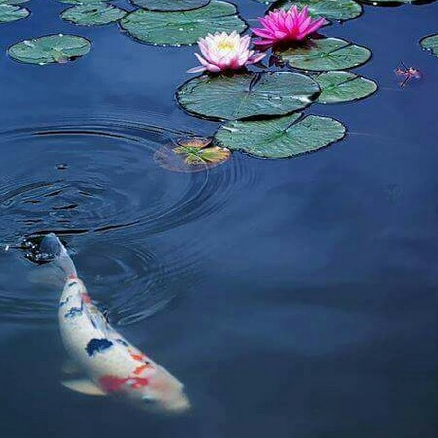 карпы в пруду японии. рыбки кои в пруду. карпы кои. карп кои золотой сазан. золотые рыбки в пруду.