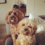 George and Harry The Cavapoos YouTube Profile Photo