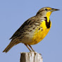 Wichita Audubon Society YouTube Profile Photo