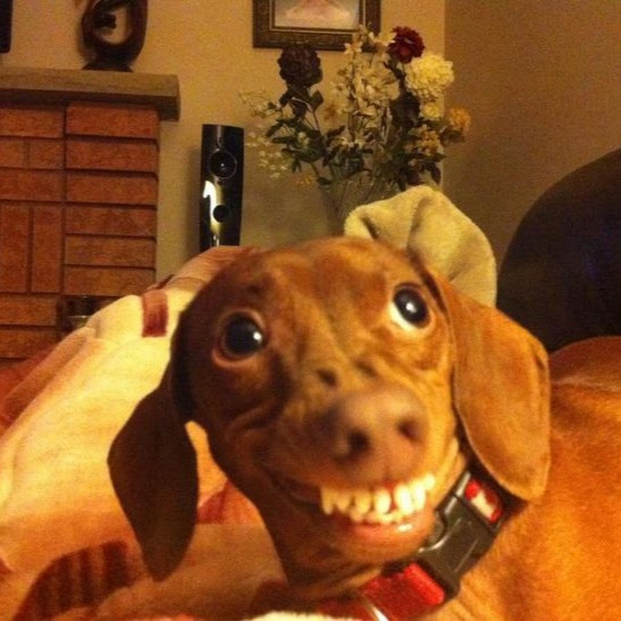 Pin de DOOBER SUPPLY em TECKELS Dachshund engraçado, Cachorro, Cães engraçados