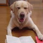 勉強犬のHOME BASE