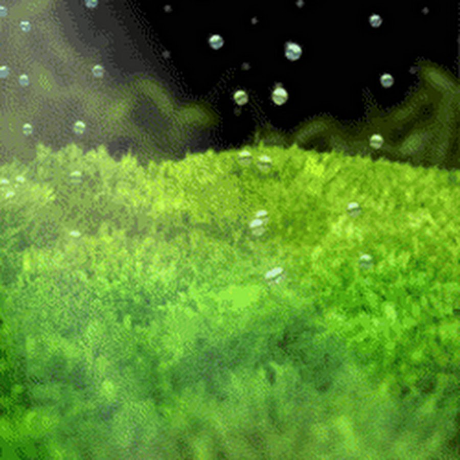 Водоросли анимация для презентации