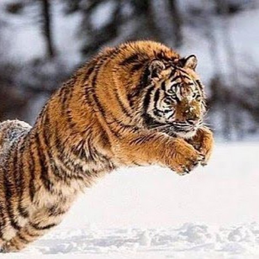 прыгающий тигр. прыгающий тигр. тайгер тигр. тигр в прыжке. амурский (уссурийский) тигр.