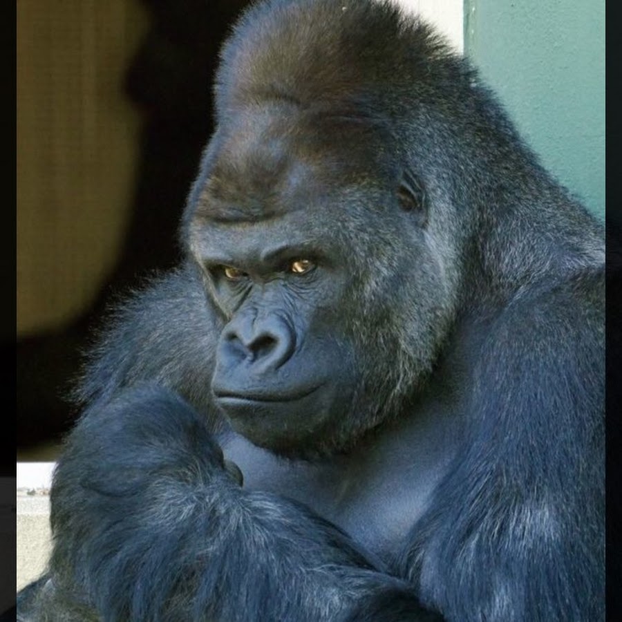 やさしいせかいやさいせいかつ Youtube