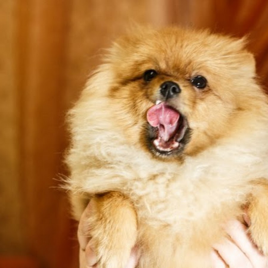 Померанский шпиц оскал. Померанский шпиц страшный. Челюсти померанского шпица. Шпиц померанский агрессивный. Правильный прикус у шпица.