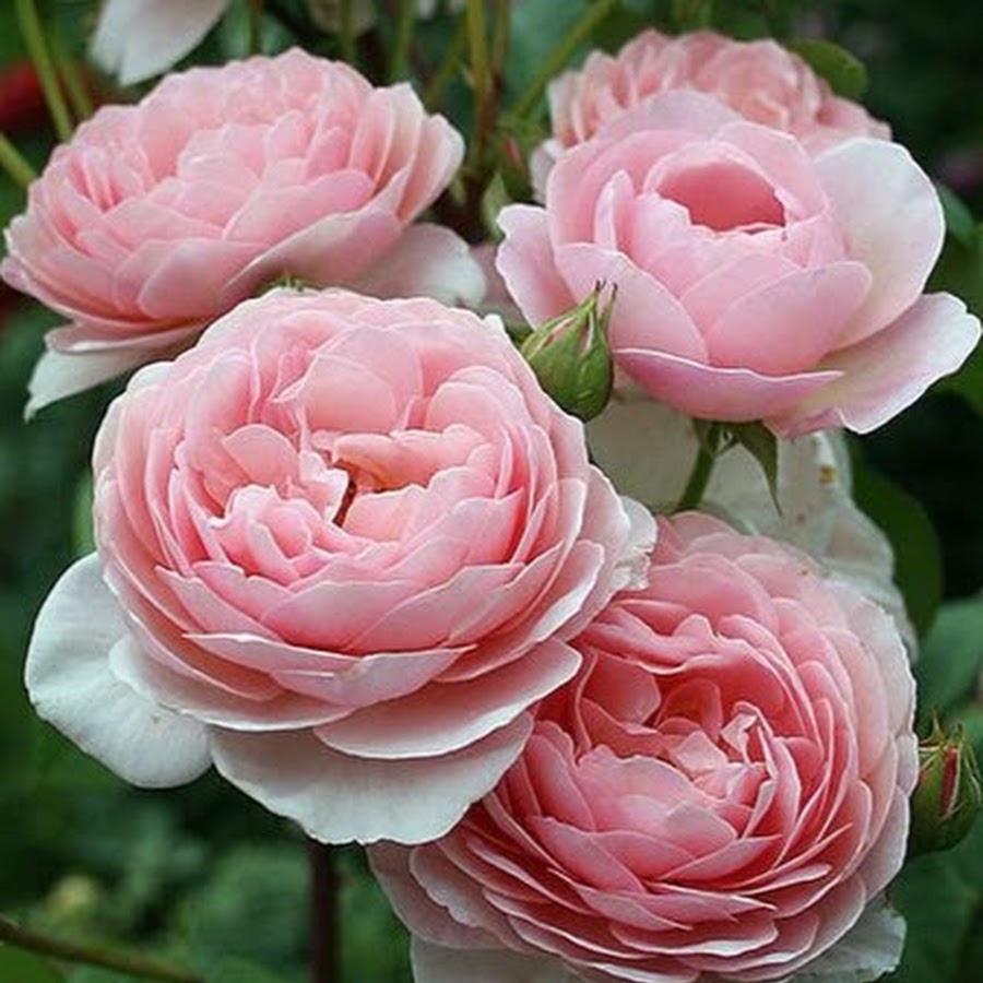 Taman Zety Roses Youtube