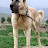 Kangal Köpeği