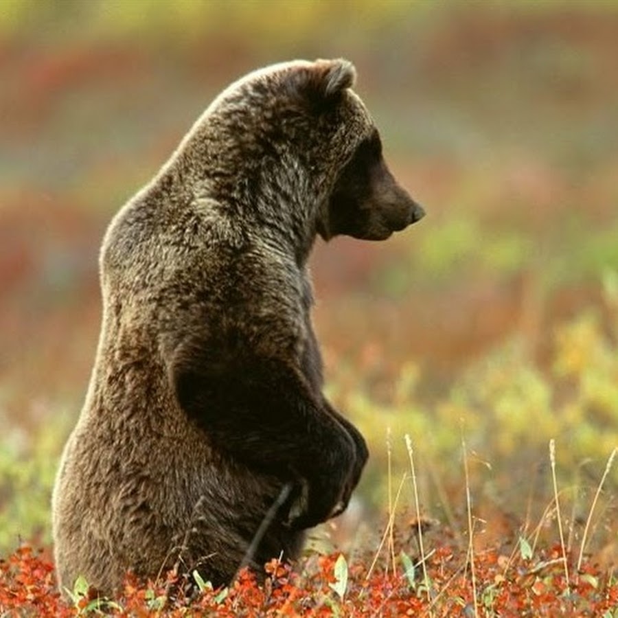 Медведь и суслики. Суслик и медведь. Гризли. Медведь со спины. Суслячий медведь.