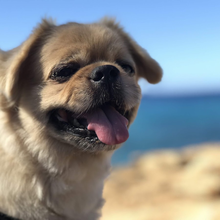 茶々丸のハワイさんぽ Youtube