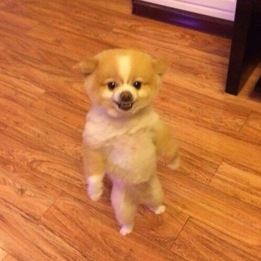 ป ก พ น ใ น บ อ ร ด Natural Trainer ห ม า