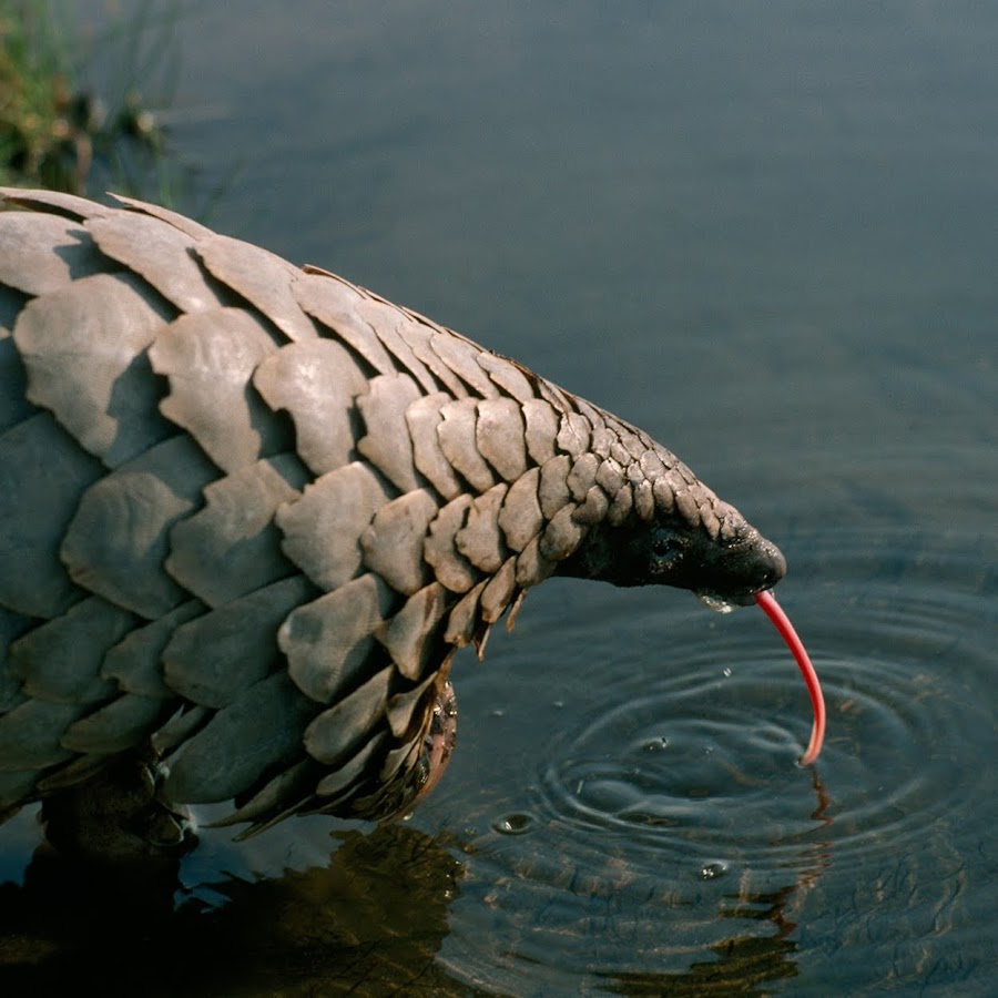 новый год бухаем. фороракос арк. жи ши пишется от души. п. п ти.
