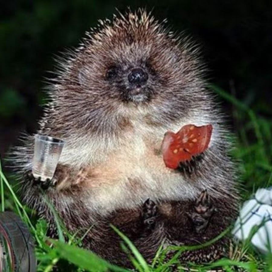 Ёж алкаш. Как вызвать пьяного ёжика. Как вызвать пьяного ежика днем. Бухой ежик. Как вызвать пьяного ежика днем.