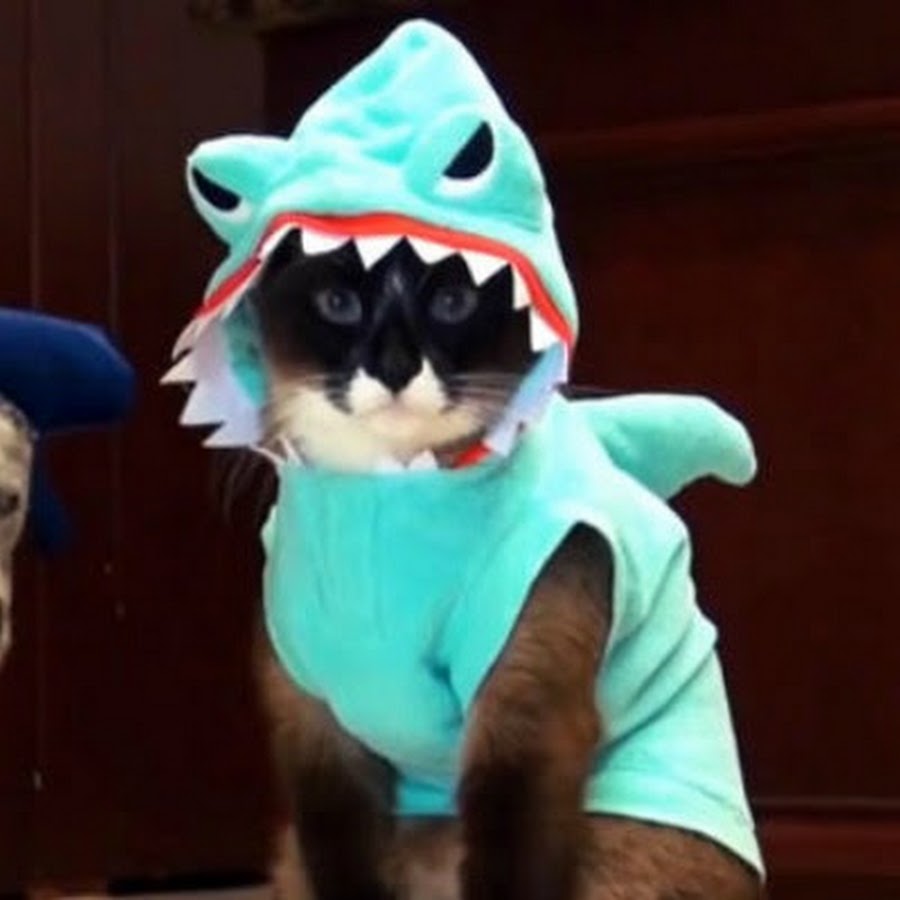 Картинки с котиком в костюме акулы