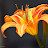 Orange Tiger Lily Lane