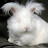 Proselytizing Orthodox Pentecostal Angora Rabbit